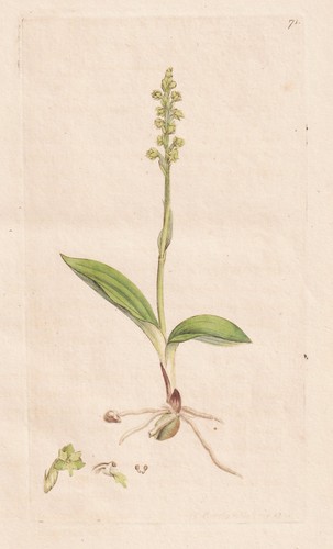 Ophrys monorchis orchideen - ophrys,