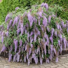 Sommerflieder / Schmetterlingsstrauch WISTERIA LANE 30-40 cm im Topf