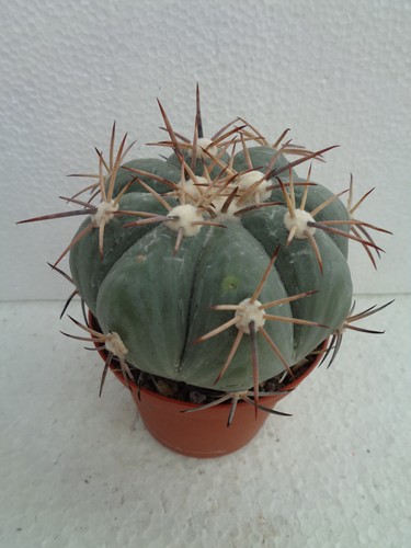 Echinocactus horizonthalonius
