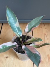 Philodendron atabapoense