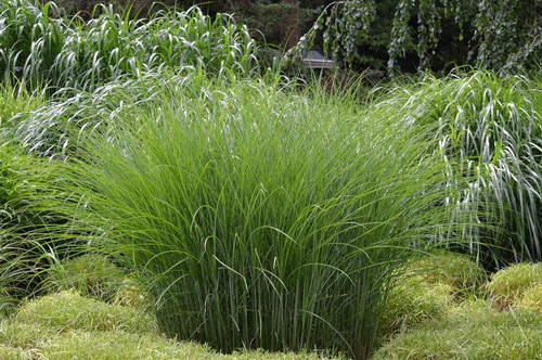 Chinaschilf gracillimus - 5x, 'gracillimus'
