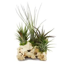 Exotenherz - Tillandsien auf Sansibar-Rock - XXL - 5 Pflanzen