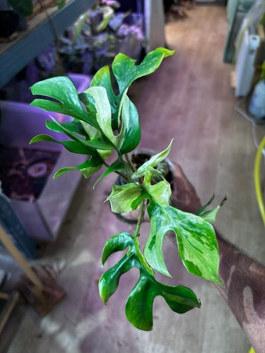 Rhaphidophora tetrasperma - rhaphidophora,