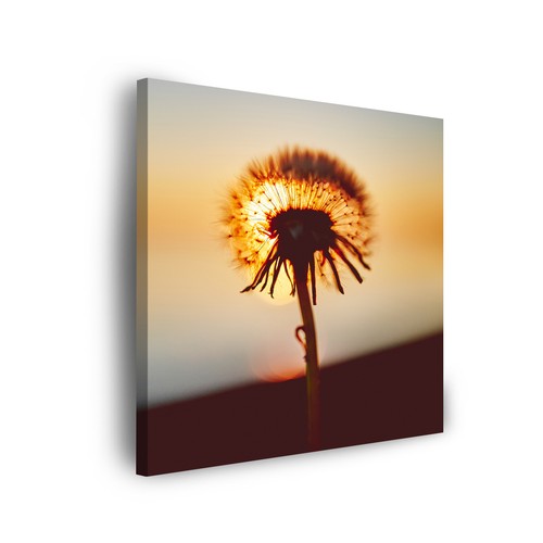 Leinwand bilder pflanzen - pflanzen,