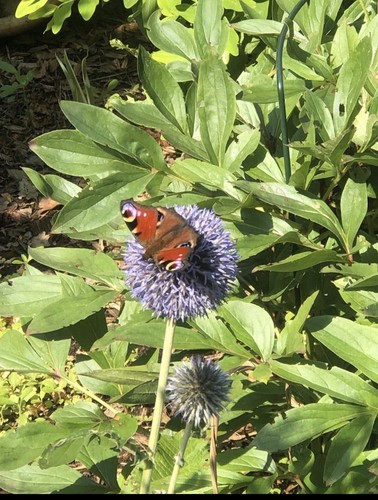 Kugeldistel