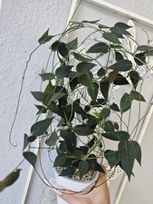 heavenly HOYA Hoya carrii cutting unrooted unbewurzelt