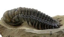 Devon  Cheirurus gibbus  Famoser Trilobit auf Matrix  El Atchana Marokko  W89-12