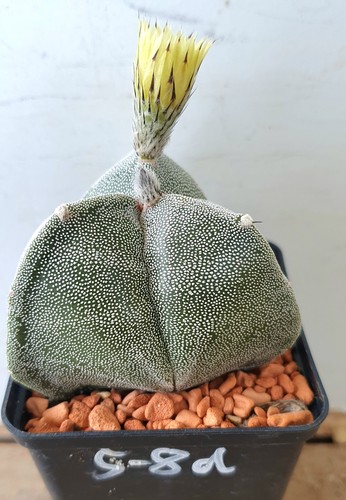 Astrophytum myriostigma - , fa