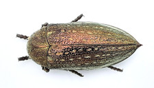 Buprestidae, Julodis