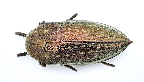 Buprestidae julodis - buprestidae,,