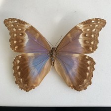Entomologie*Morpho