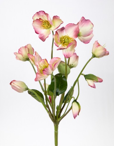 Christrosenbusch natural 30cm - christrosenbusch,