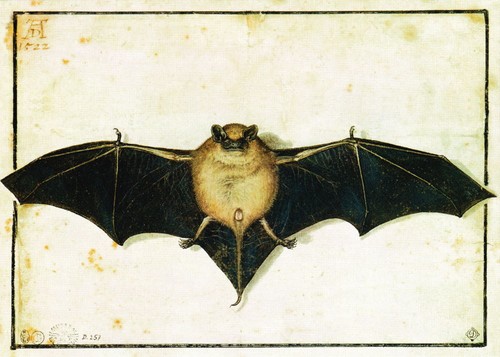 Kunstkarte albrecht dürer - kunstkarte,