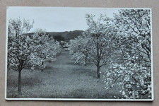 orig. AK Politz a. d. Elbe Děčín Tetschen / Obstbäume /ungel.