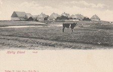 AK Hallig Oland um 1900 (T33)