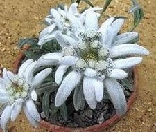 Edelweiß Blume Pflanzen für