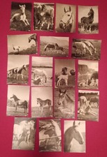 18 s/w Pferdepostkarten von