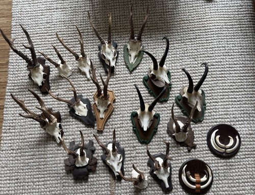 Jagdtrophäen konvolut - 🦌, jagdtrophäen-konvolut