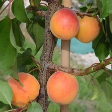 Ungarische Beste Aprikose Aprikosenbaum Buschbaum frosthart starkwüchsig