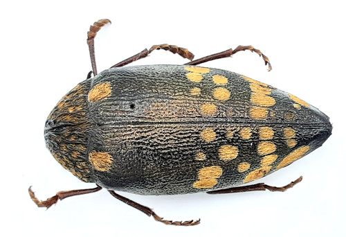 Buprestidae sternocera - buprestidae,,