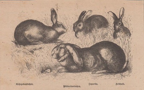 Orig holzstich - orig.,