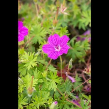 Geranium sanguineum 'Tiny Monster' - Garten-Blut-Storchschnabel 'Tiny Monster'…