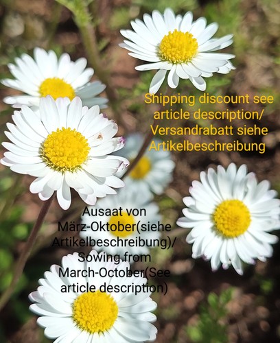 Gänseblümchen bellis - gänseblümchen,,