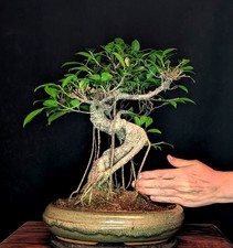 BONSAI CHINESISCHE FEIGE FICUS