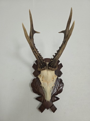 Kapitaler rehbock trophäe - rehbock,,