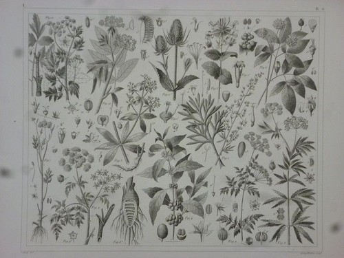 Orig stahlstich pflanzen - stahlstich:,