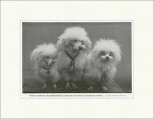 Moderne Schoßhunde: Zwerg-Seiden-Pudel Rassen Tiere Zwerghund F_Vintage 00848