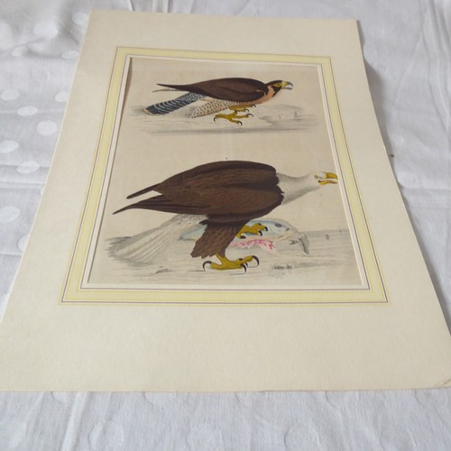 Lithographie wanderfalke - lithographie,