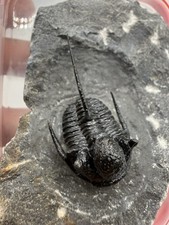 Seltener Trilobit Cyphaspis