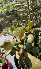 1x Geldbaum Pfennigbaum