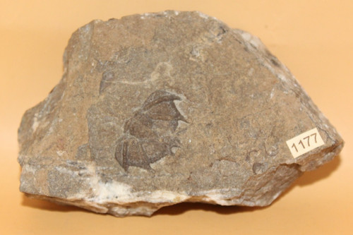 Trochurus speciosus silur - trochurus,