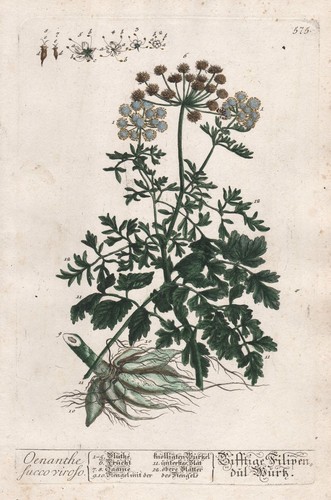Oenanthe wassertropfenkraut - oenanthe,