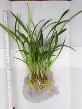 Grünlilie Chlorophytum