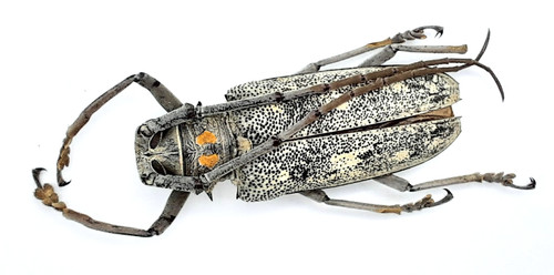 Cerambycidae batocera - cerambycidae,,