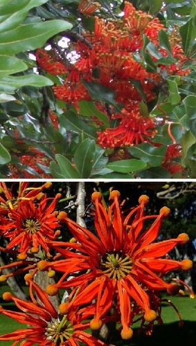 Feuerradbaum exotische