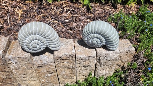 Ammonit schnecke dekoration - schnecke,