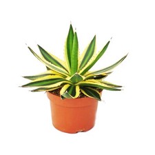 Agave lophanta quadricolor -