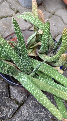 Gasteria carinata hirschzunge - carinata,