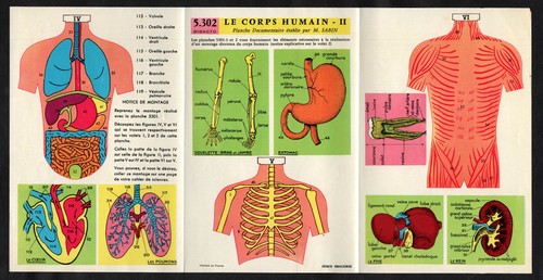 Human anatomy rare french - human,