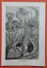 KREBSE EINSIEDLERKREBSE KRABBEN Crustacea Holzstich von 1893 Krebs