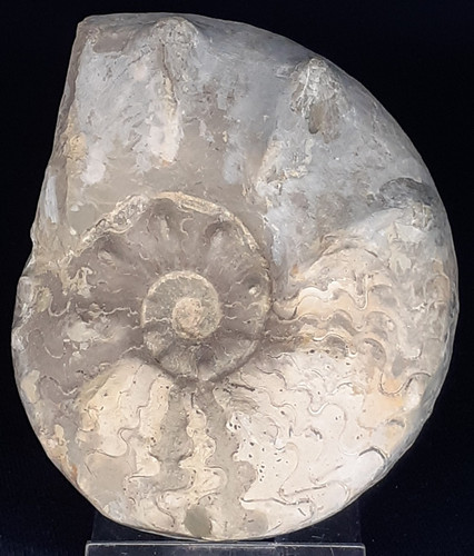 Hübscher ammonit ceratites - ammonit,