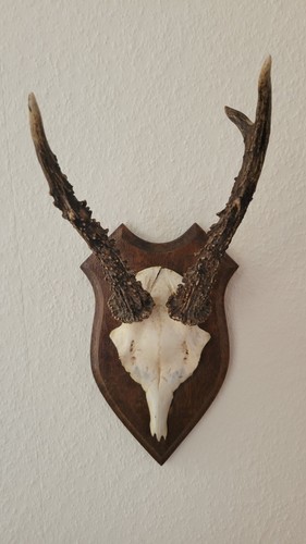 Geweih klein zum aufhängen - klein,