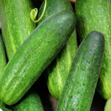 Gurkensamen Snack Gurken Samen