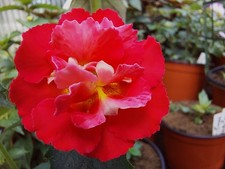 Achimenes (Schiefteller) - BriD's Tschango Meyer, - Geralda, - Camo