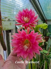 Epiphyllum Blattkakteen Hybride " Castle Starburst "