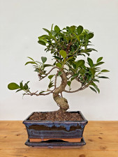 Zimmerbonsai Ficus retusa